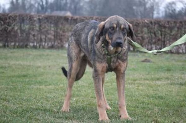 Pablo  leise Seele sucht verständnisvol