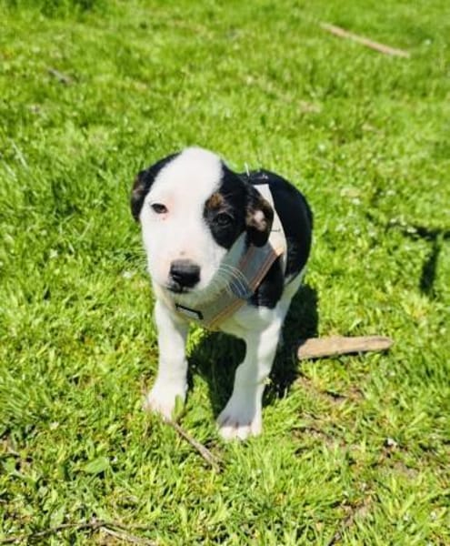 Sparky ein freundliches Kerlchen