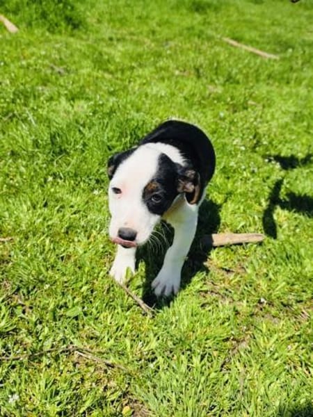 Sparky ein freundliches Kerlchen