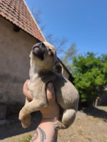 Elton, sanfter Chihuahua(mix) Welpe, 4 M