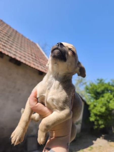 Elton, sanfter Chihuahua(mix) Welpe, 4 M