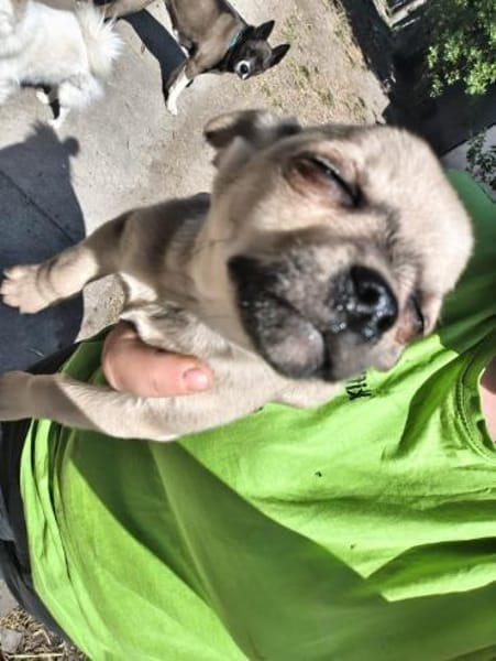 Elton, sanfter Chihuahua(mix) Welpe, 4 M