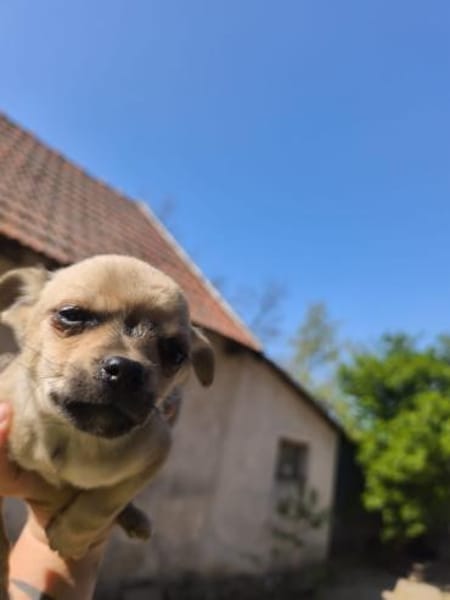 Elton, sanfter Chihuahua(mix) Welpe, 4 M