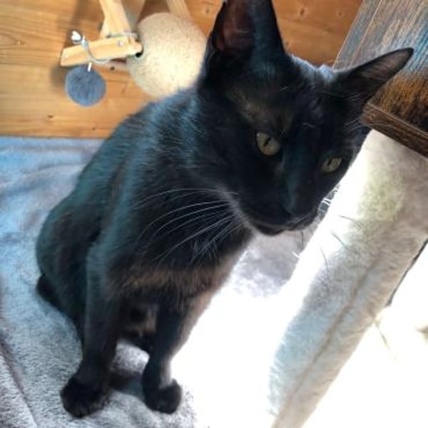 Rony&Fiona- einfach unzertrennlich