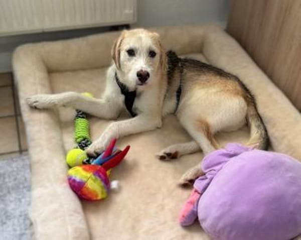 Lasko sucht sein Glück ...