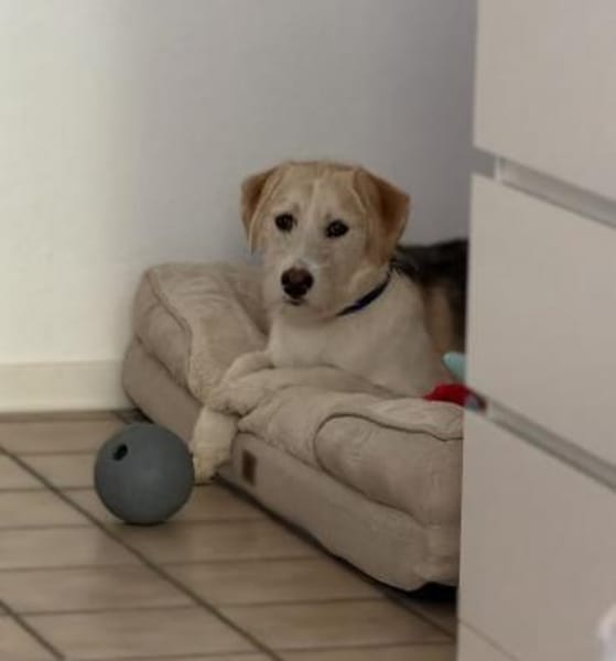 Lasko sucht sein Glück ...