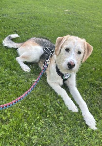 Lasko sucht sein Glück ...