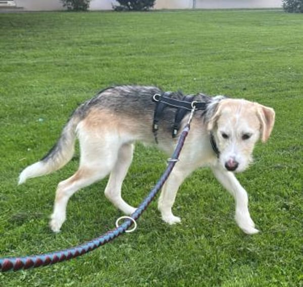 Lasko sucht sein Glück ...