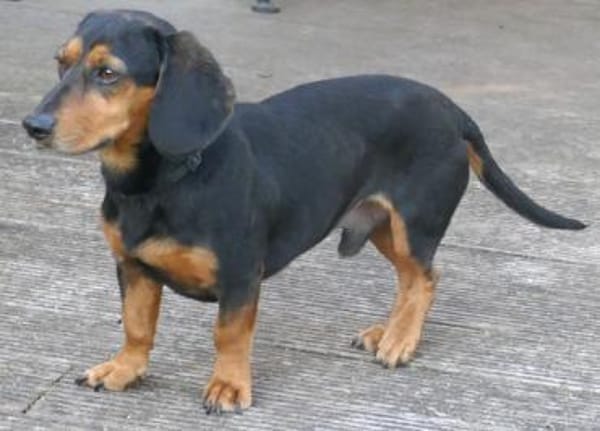 Timon 28cm geb.10/2022 ein toller Dackel