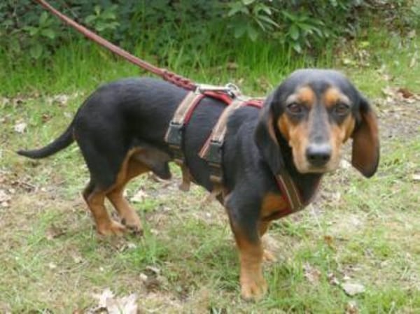 Timon 28cm geb.10/2022 ein toller Dackel