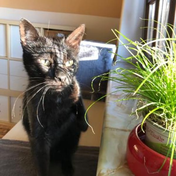 Fiona - zarte Kämpferin