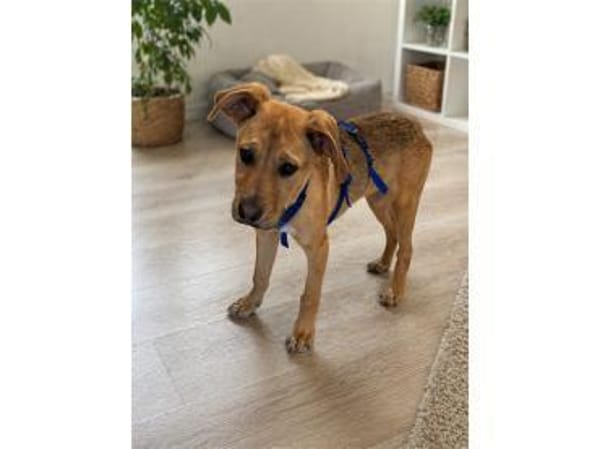 Dian - wartet in 66346 Püttlingen