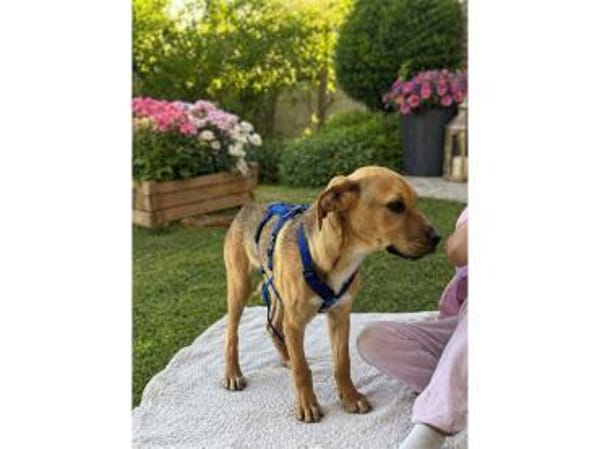 Dian - wartet in 66346 Püttlingen