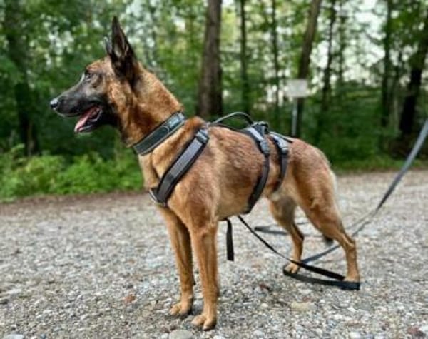 Malinois-Mix ROCKY wartet in 07806 Weira