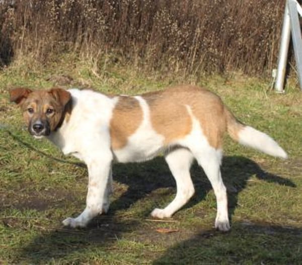 Nika - wo darf ich Zuhause sein?