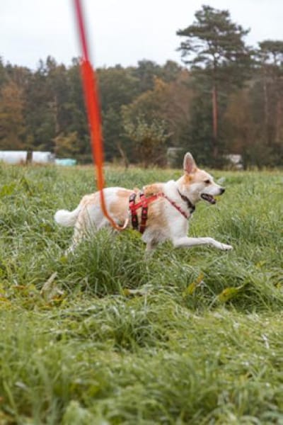 Cappy - Schlappohr sucht Dich