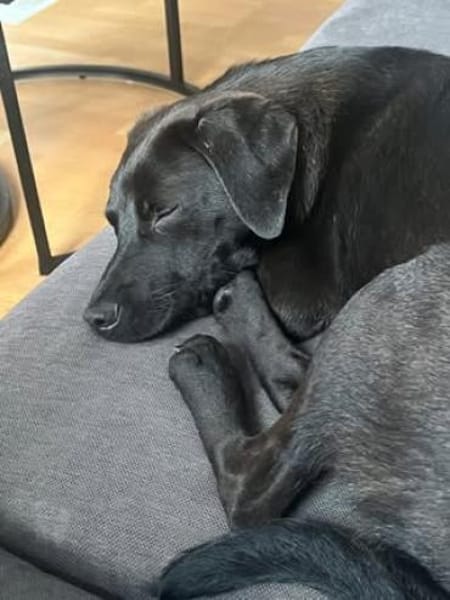 ✨ Sandy sucht ihr Für-immer-Zuhause