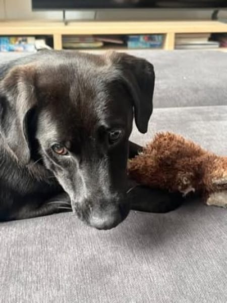 ✨ Sandy sucht ihr Für-immer-Zuhause