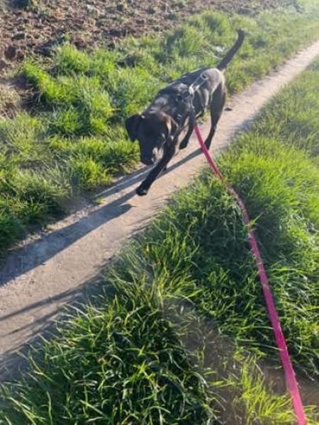 ✨ Sandy sucht ihr Für-immer-Zuhause