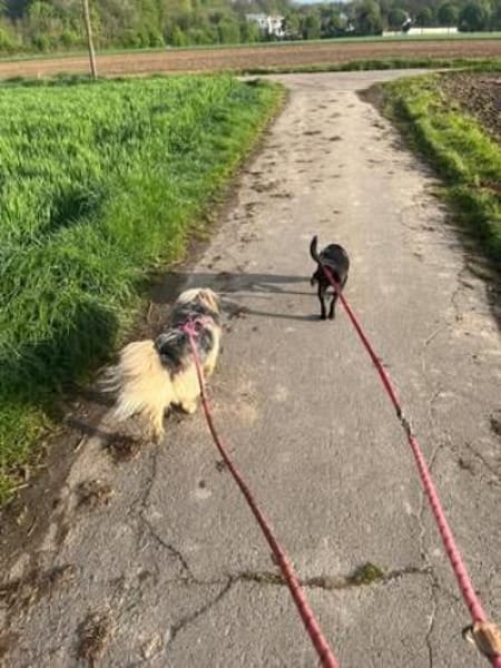 ✨ Sandy sucht ihr Für-immer-Zuhause
