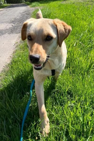 Nelio 💗 wartet in 09648 Mittweida