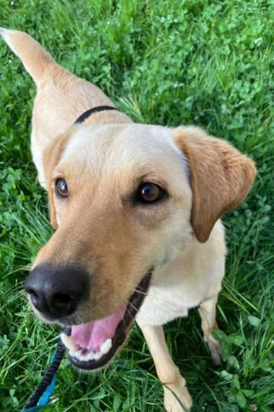 Nelio 💗 wartet in 09648 Mittweida