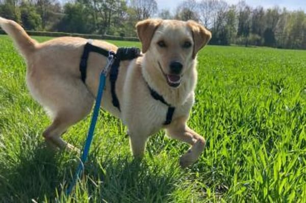 Nelio 💗 wartet in 09648 Mittweida