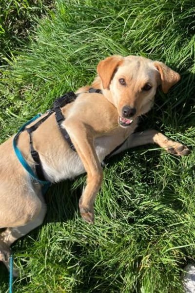 Nelio 💗 wartet in 09648 Mittweida