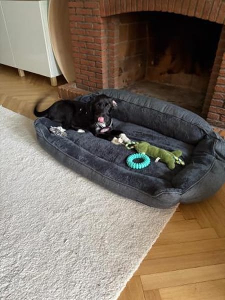 Lotte sucht ihr Körbchen für immer🍀