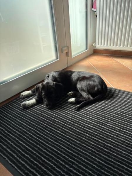 Lotte sucht ihr Körbchen für immer🍀