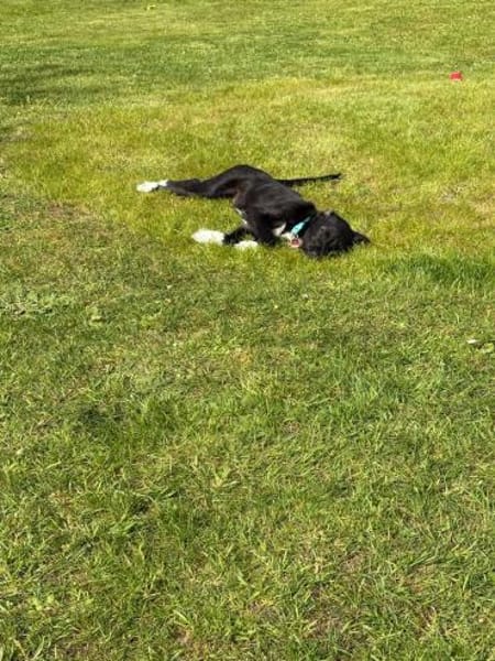 Lotte sucht ihr Körbchen für immer🍀