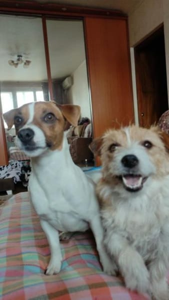Lebhafte Bella sucht ihre neue Familie!