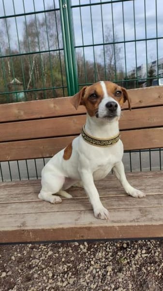 Lebhafte Bella sucht ihre neue Familie!