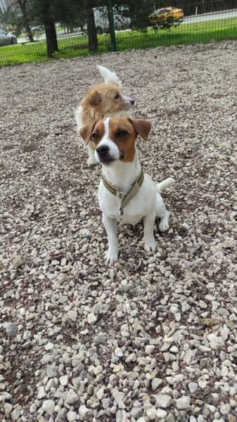 Lebhafte Bella sucht ihre neue Familie!