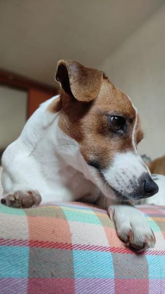 Lebhafte Bella sucht ihre neue Familie!