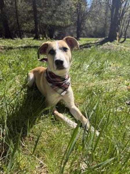 Bonnie - Rohdiamant sucht ihre Menschen