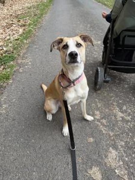 Bonnie - Rohdiamant sucht ihre Menschen