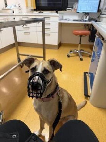 Bonnie - Rohdiamant sucht ihre Menschen