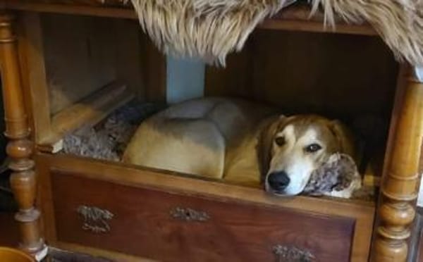 Wanda sucht ein neues Zuhause