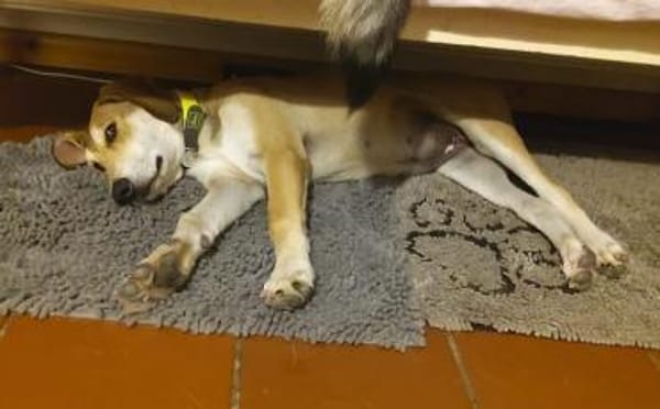 Wanda sucht ein neues Zuhause