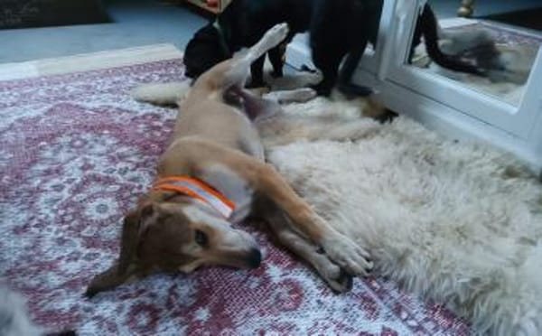 Wanda sucht ein neues Zuhause