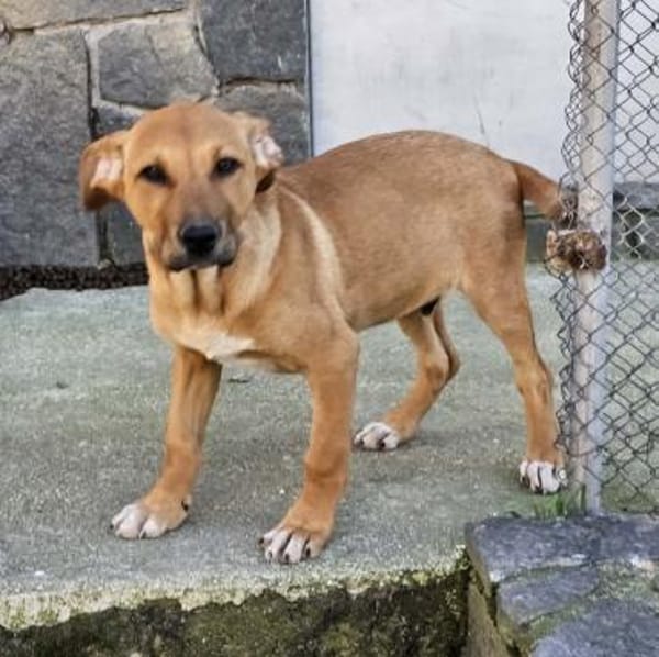 Lenny - liebevolles Körbchen gesucht