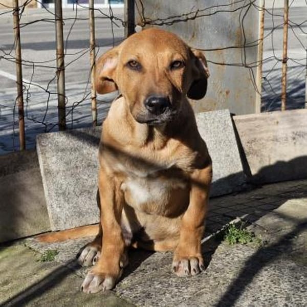 Lenny - liebevolles Körbchen gesucht