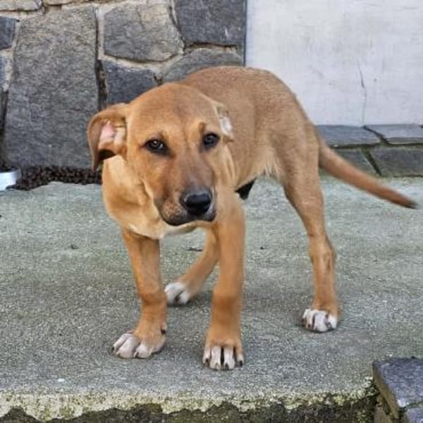 Lenny - liebevolles Körbchen gesucht