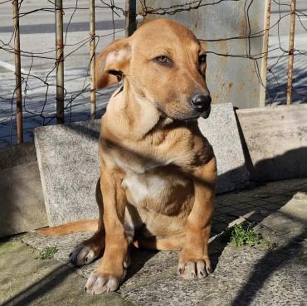 Lenny - liebevolles Körbchen gesucht