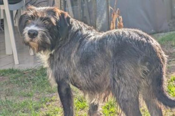 Alani 💗 wartet in 90530 Wendelstein