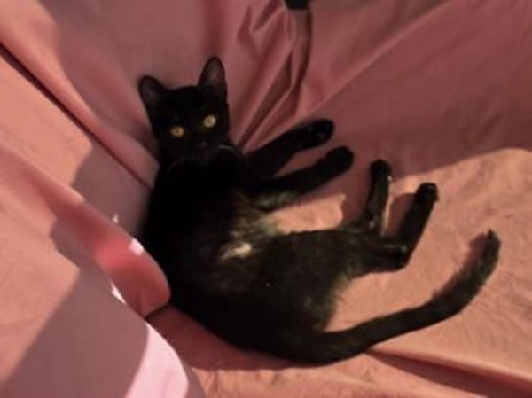 Lyra in Starnberg liebt Katzen und Hunde