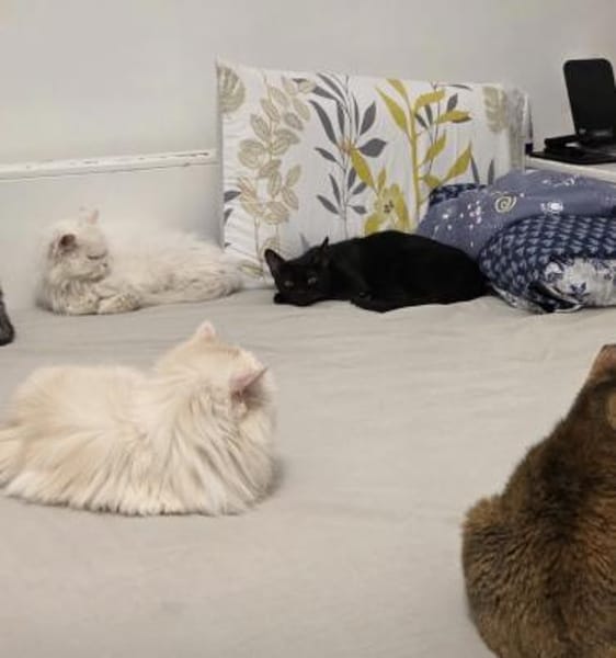 Lyra in Starnberg liebt Katzen und Hunde