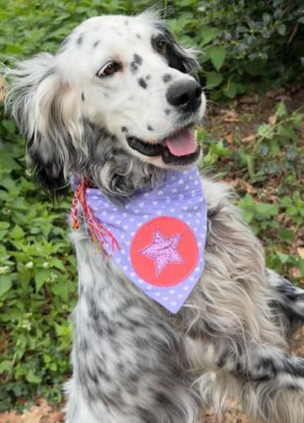Vermittlungshilfe für Roxy
