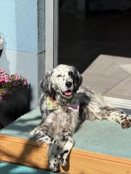 Vermittlungshilfe für Roxy
